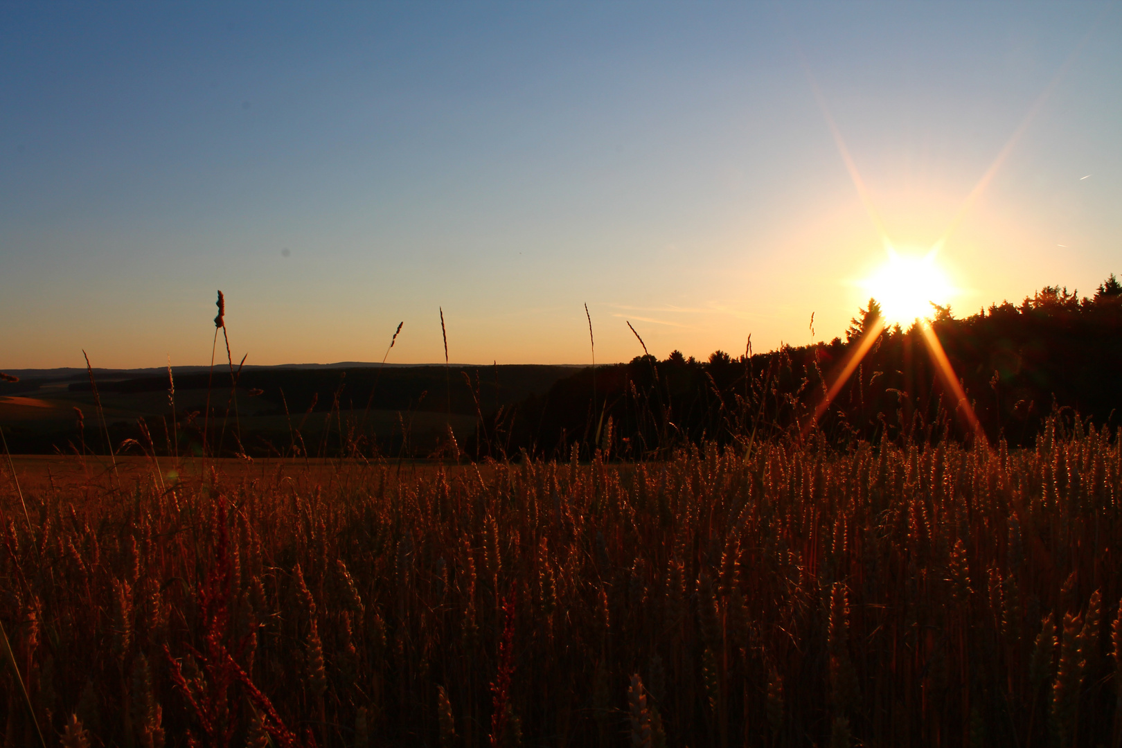 Sonnengetreide