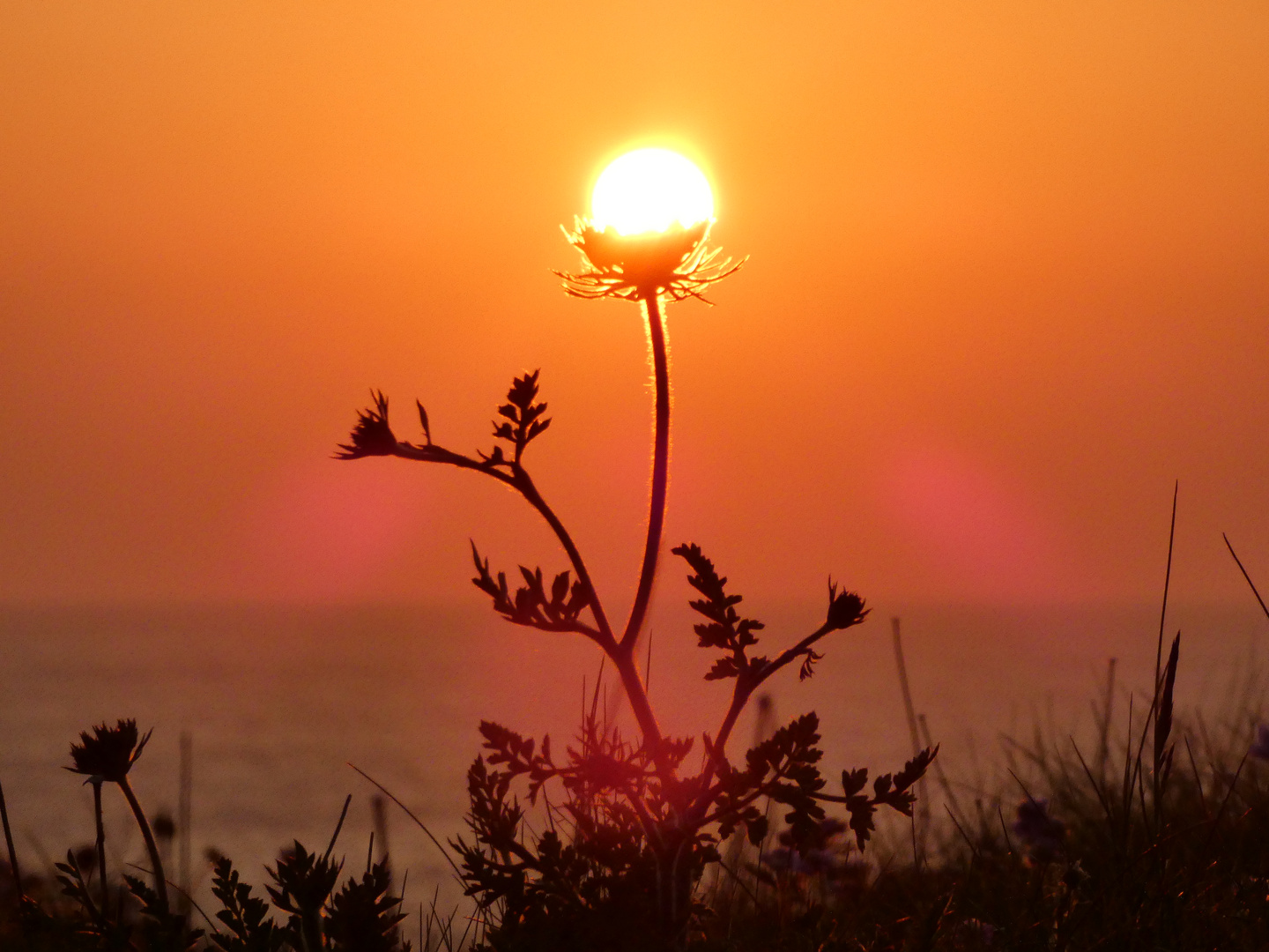 »SonnenGewächs«