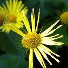 Sonnenglanz auf dem Blumenbeet....