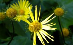 Sonnenglanz auf dem Blumenbeet....