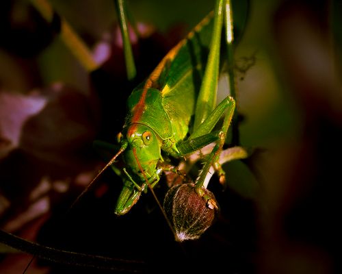 Sonnenglanz, Heupferd