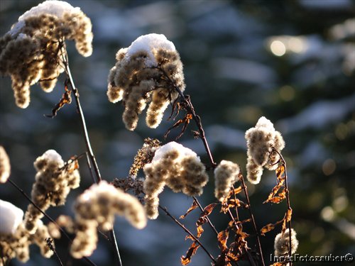 Sonnenglanz im Winter