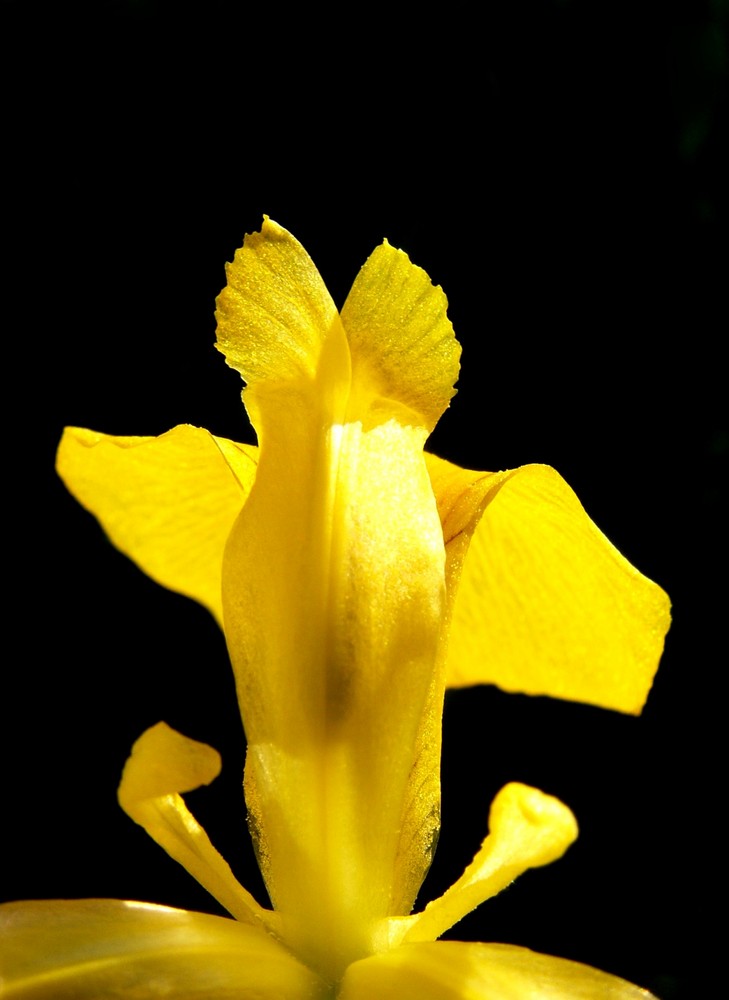 Sonnengöttin Iris