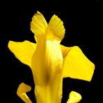 Sonnengöttin Iris