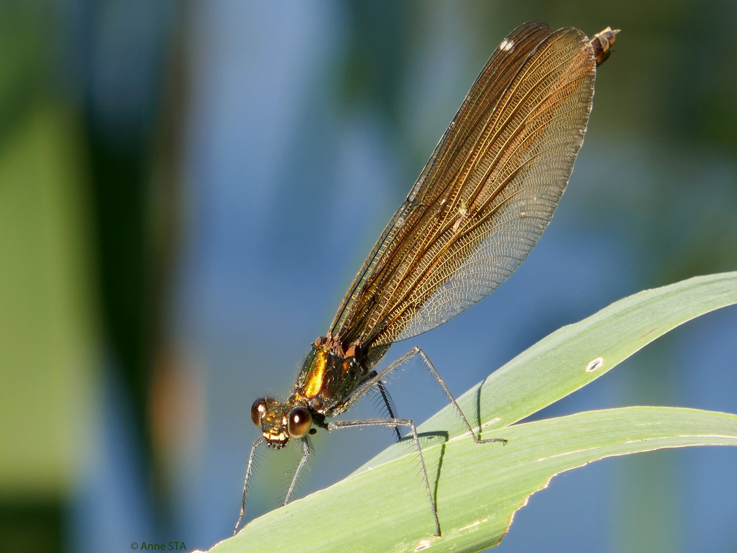 Sonnengöttin - Prachtlibelle (female)