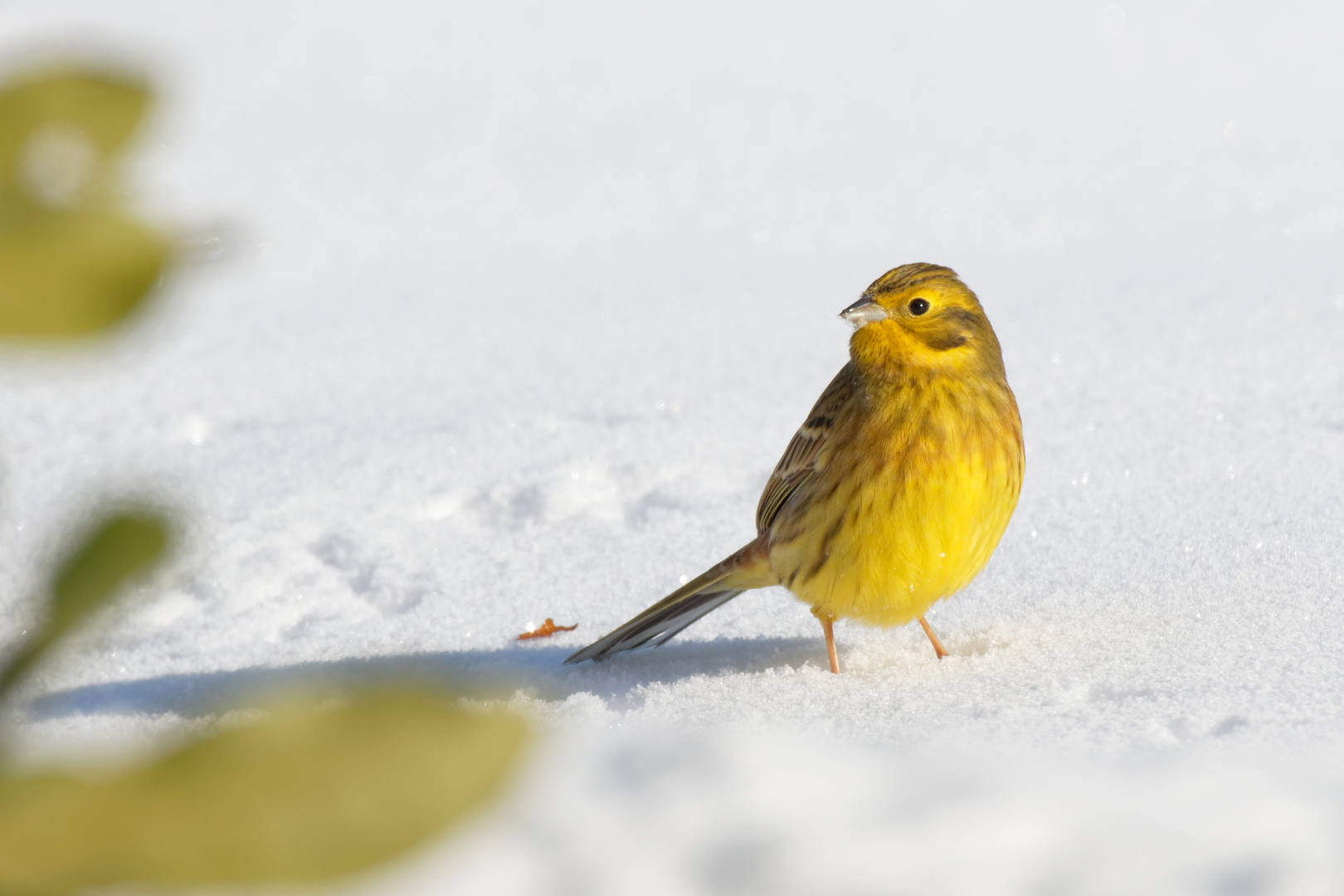 " Sonnengold"  Goldammer -  (Emberiza citrinella)