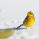 " Sonnengold"  Goldammer -  (Emberiza citrinella)