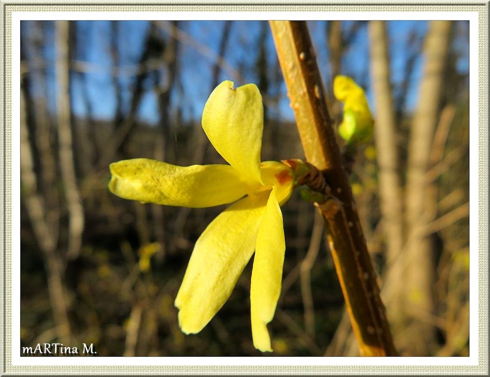 Sonnengold  (mit Gedicht)