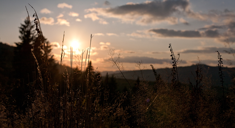 Sonnengräser