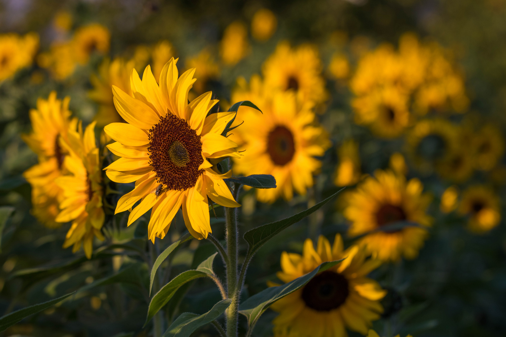 Sonnengrüße aus der Pfalz