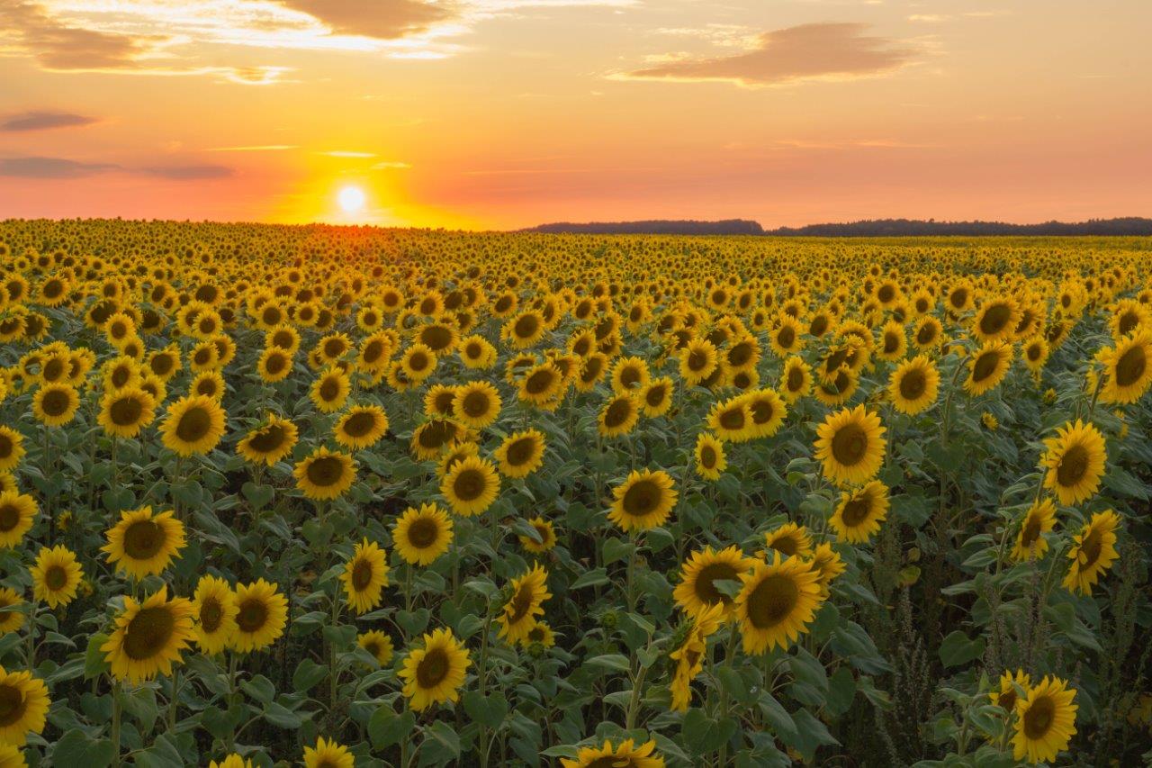 Sonnengrüße aus Mecklenburg....