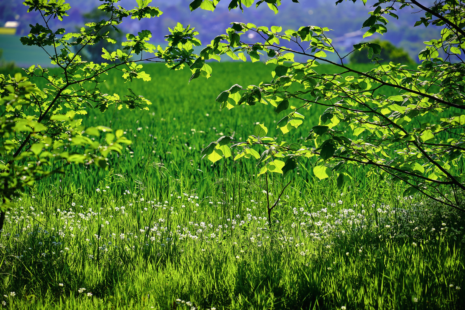 Sonnengruß Foto &amp; Bild | deutschland, europe, niedersachsen Bilder auf ...