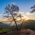 Sonnengruß aus dem Pfälzerwald