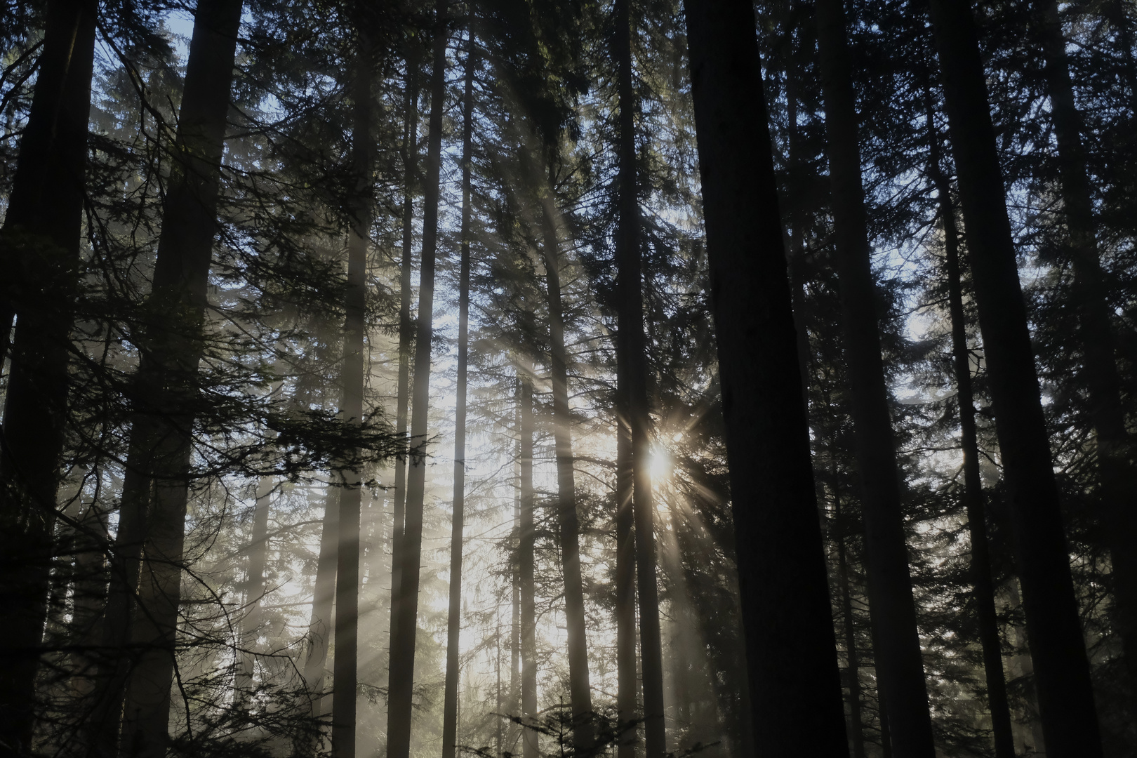Sonnengruß Foto &amp; Bild | wald, outdoor, bäume Bilder auf fotocommunity