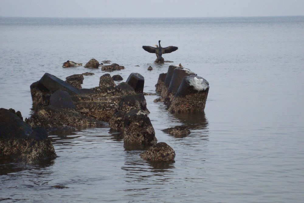 Sonnengruß der Vögel ans Meer gerichtet