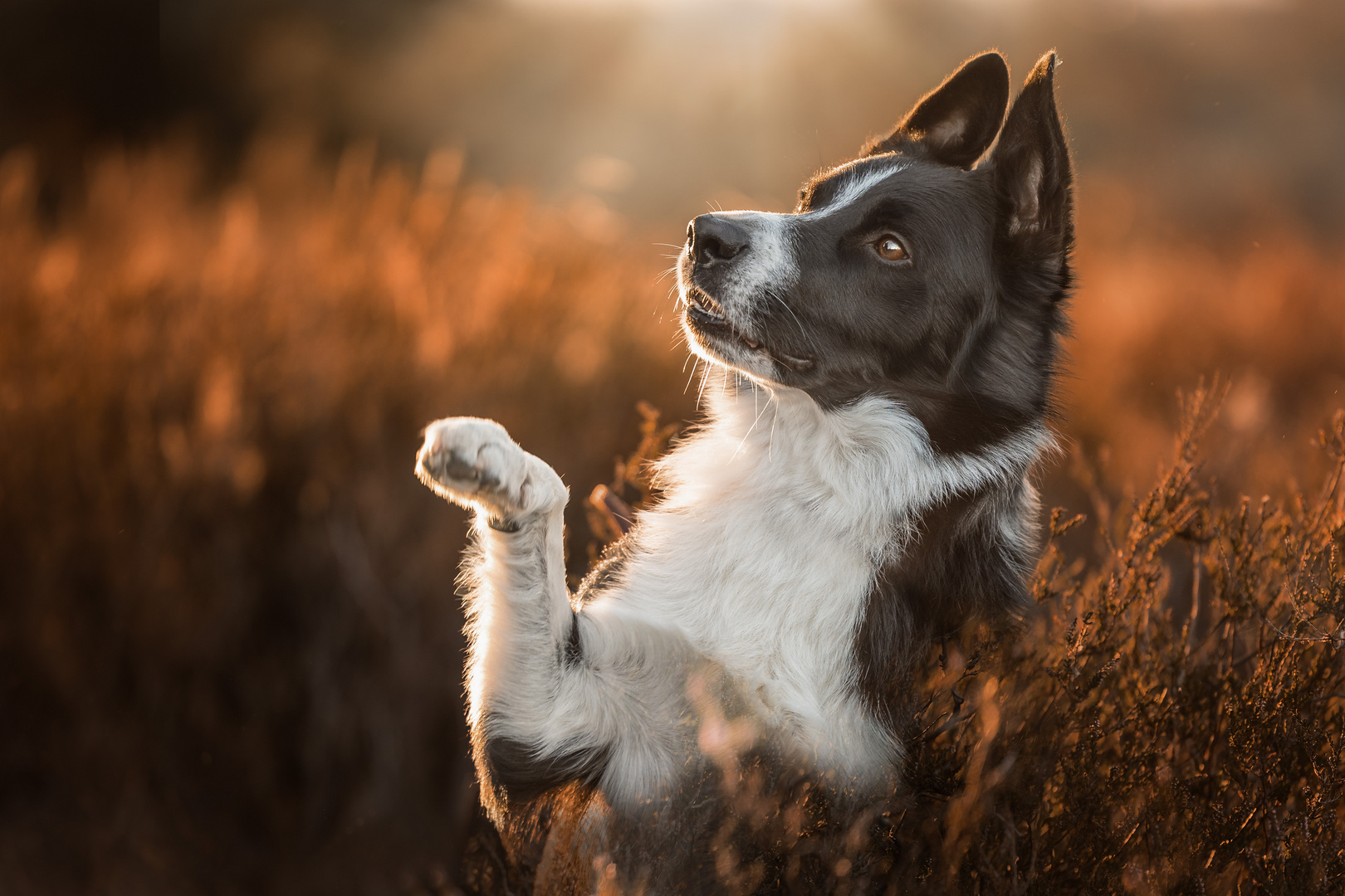 Sonnengruß Foto &amp; Bild | tiere, haustiere, fotos Bilder auf fotocommunity