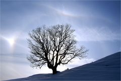 Sonnenhalo für Anspruchslose