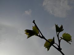 Sonnenhalo heute nachmittag neben einer Weinranke, der aus einem früheren Rätsel. . . .