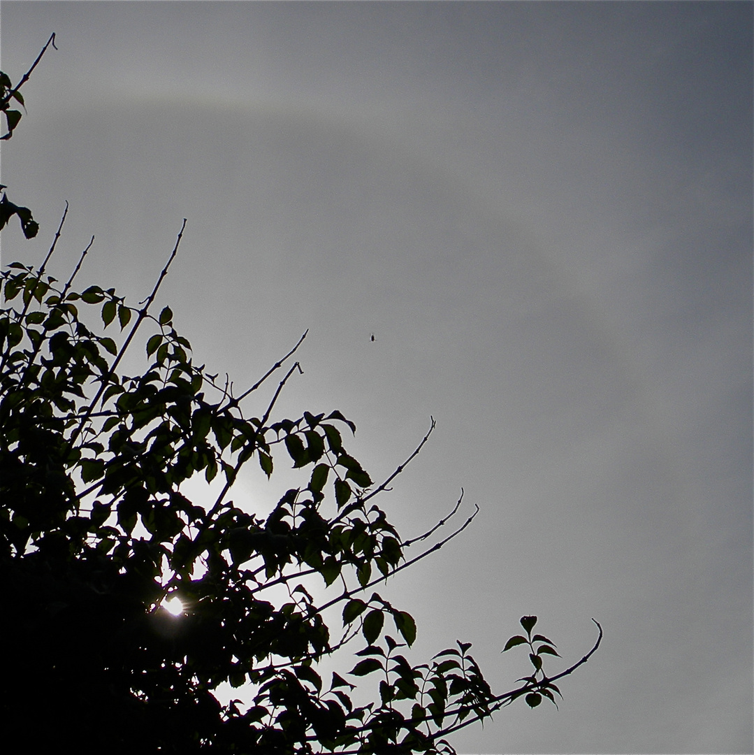 Sonnenhalo in Düsseldorf am 9.10.11, 14.01.59 Uhr, BILD 4