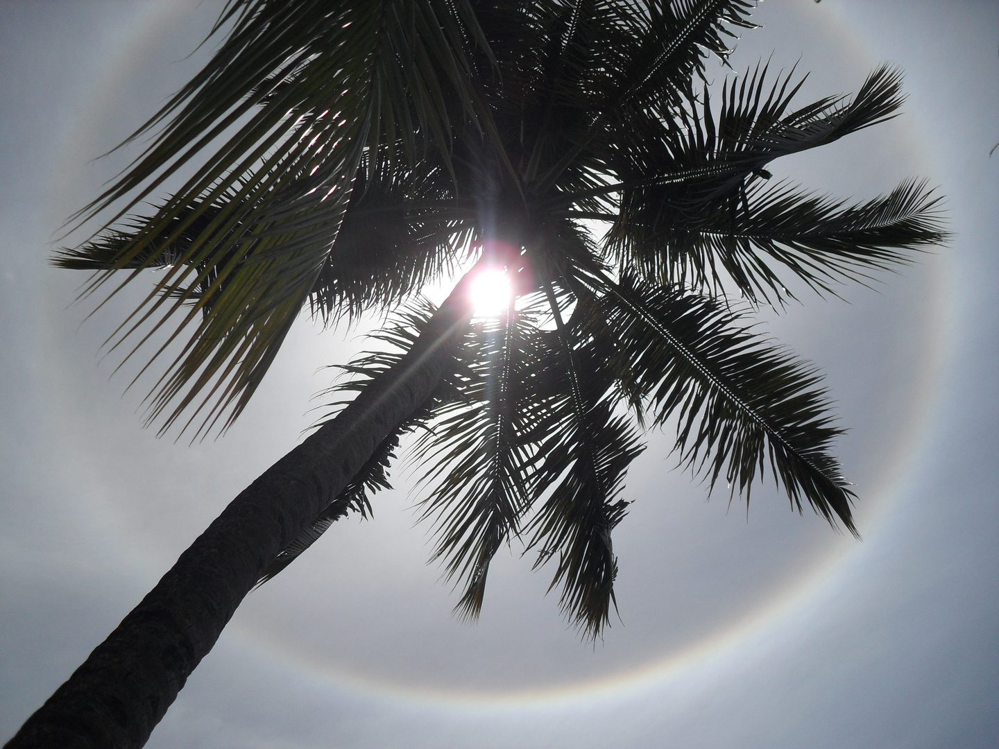 Sonnenhalo unter Palmen