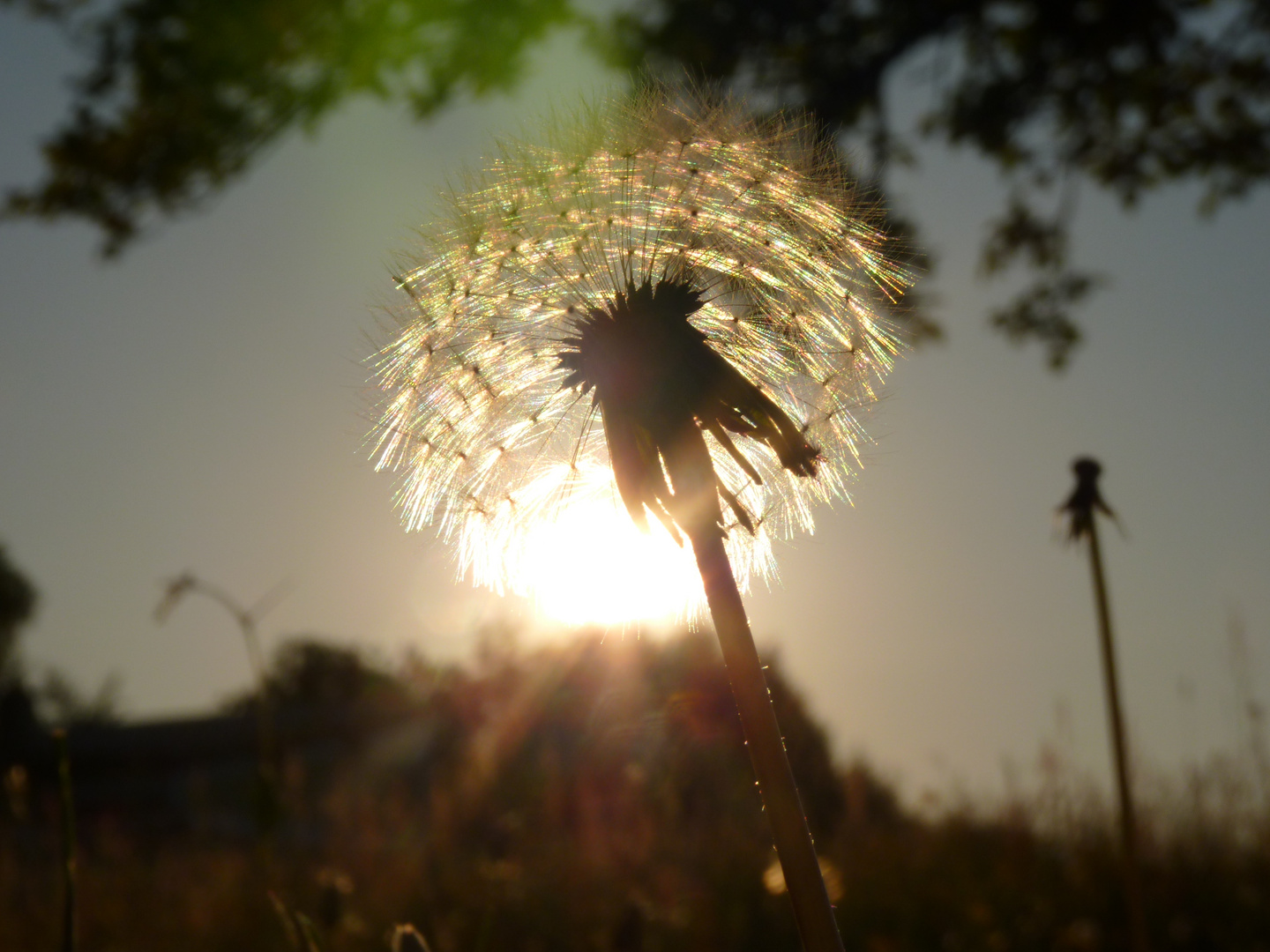 Sonnenhaube