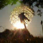 Sonnenhaube