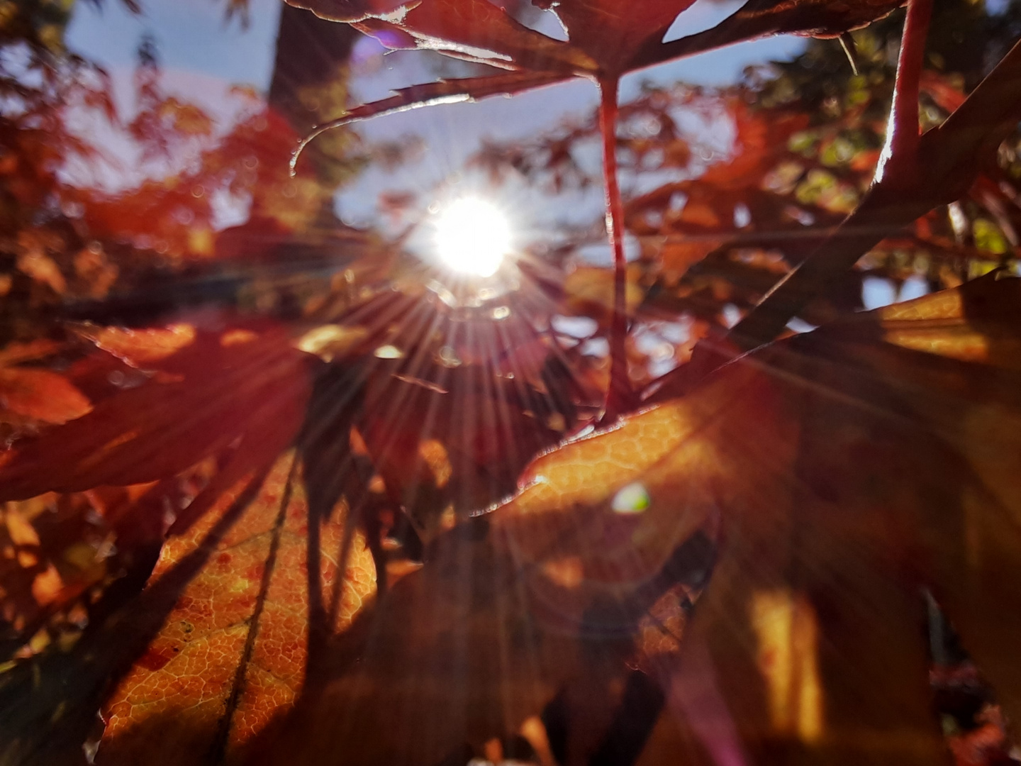 Sonnenherbst