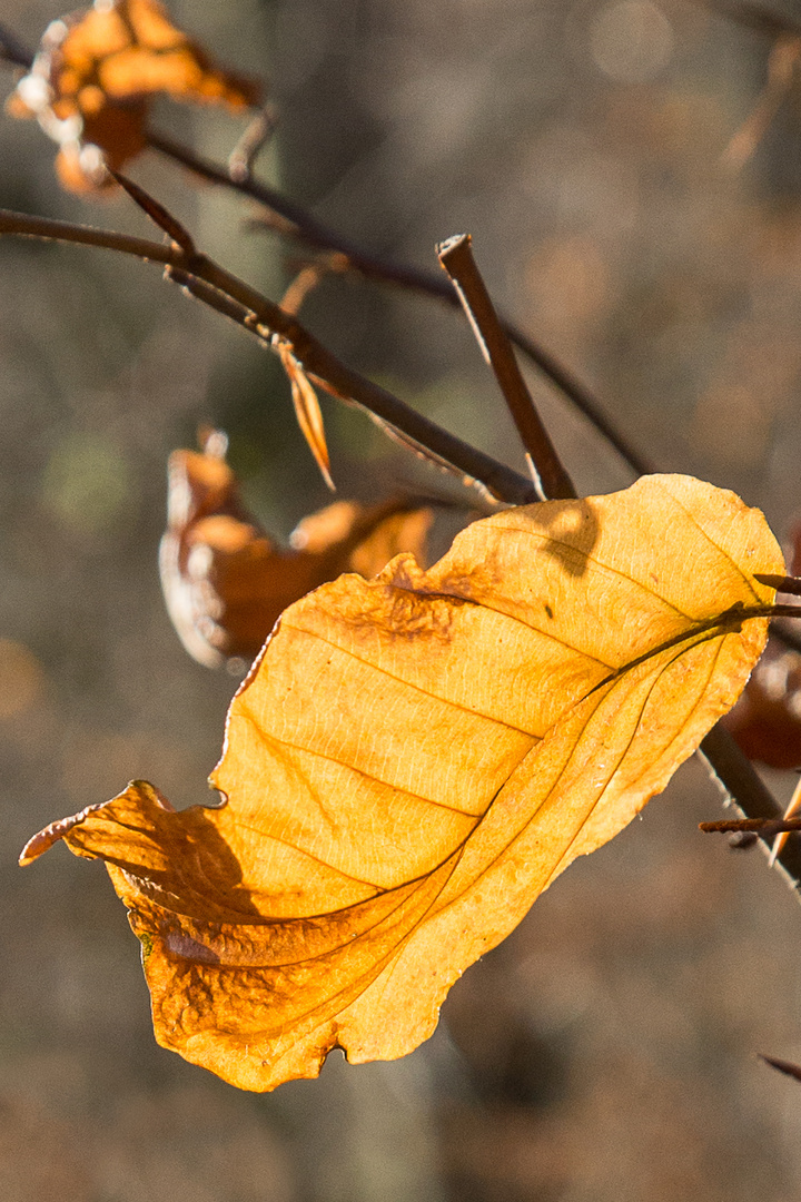 Sonnenherbst