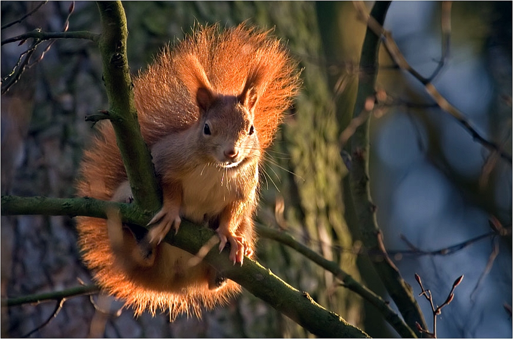 Sonnenhörnchen