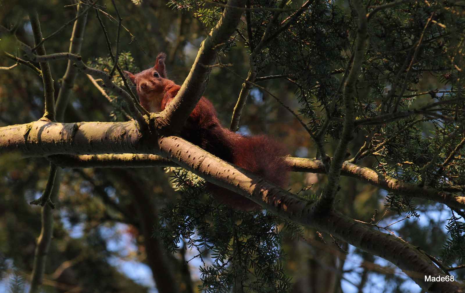 sonnenhörnchen