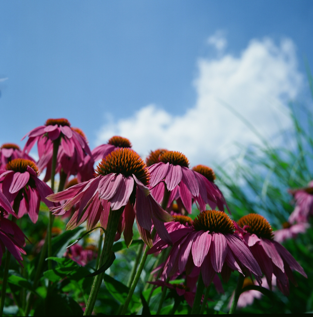 Sonnenhüte 2 (Echinacea purpurea)