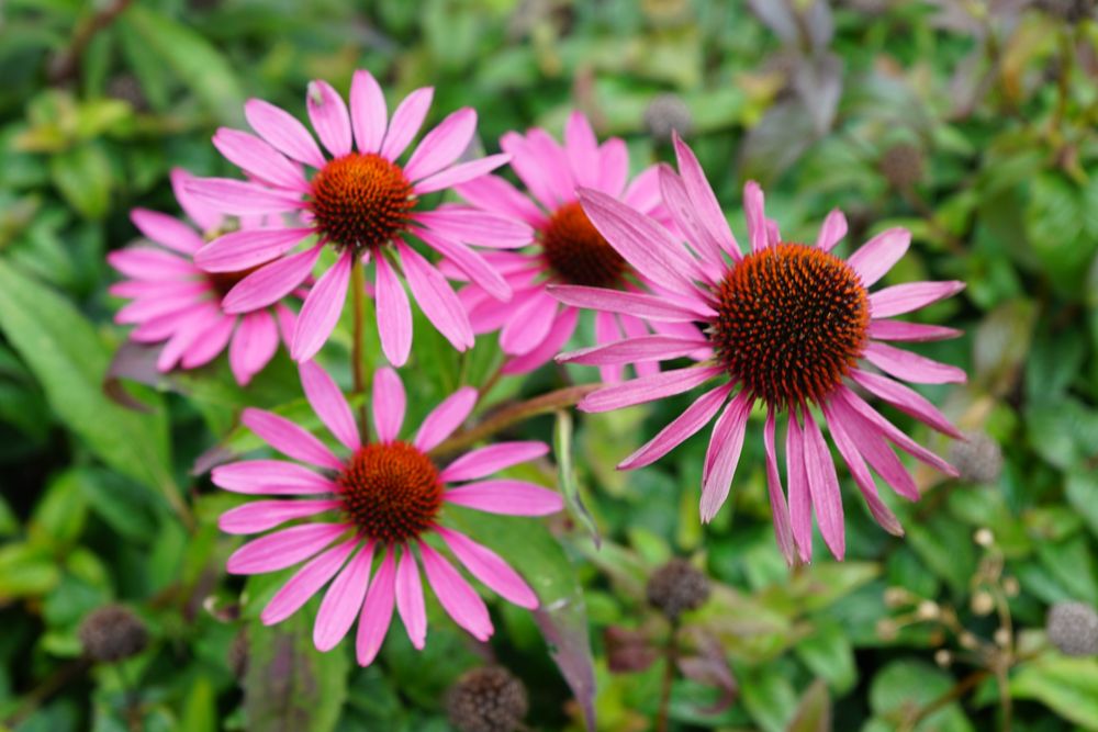 Sonnenhüte (Echinacea)