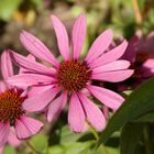 Sonnenhüte (Echinacea)