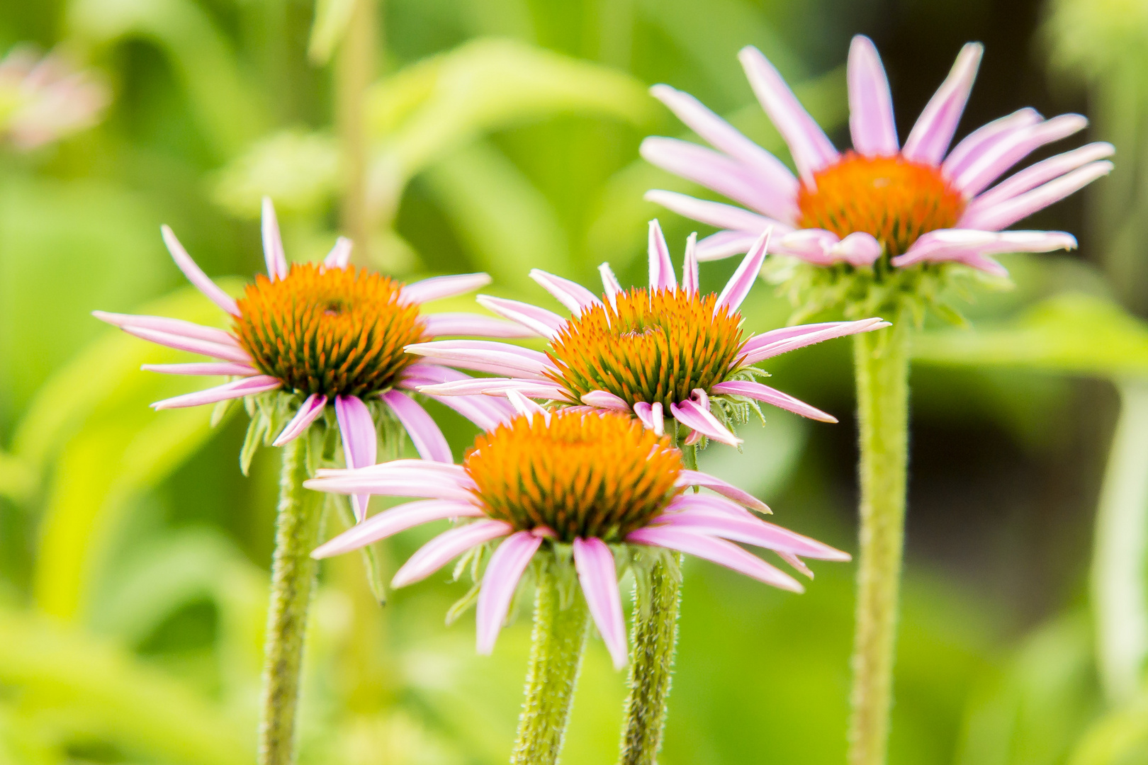 Sonnenhüte (Echinacea)