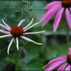 Sonnenhüte (Echinacea)