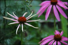 Sonnenhüte (Echinacea)