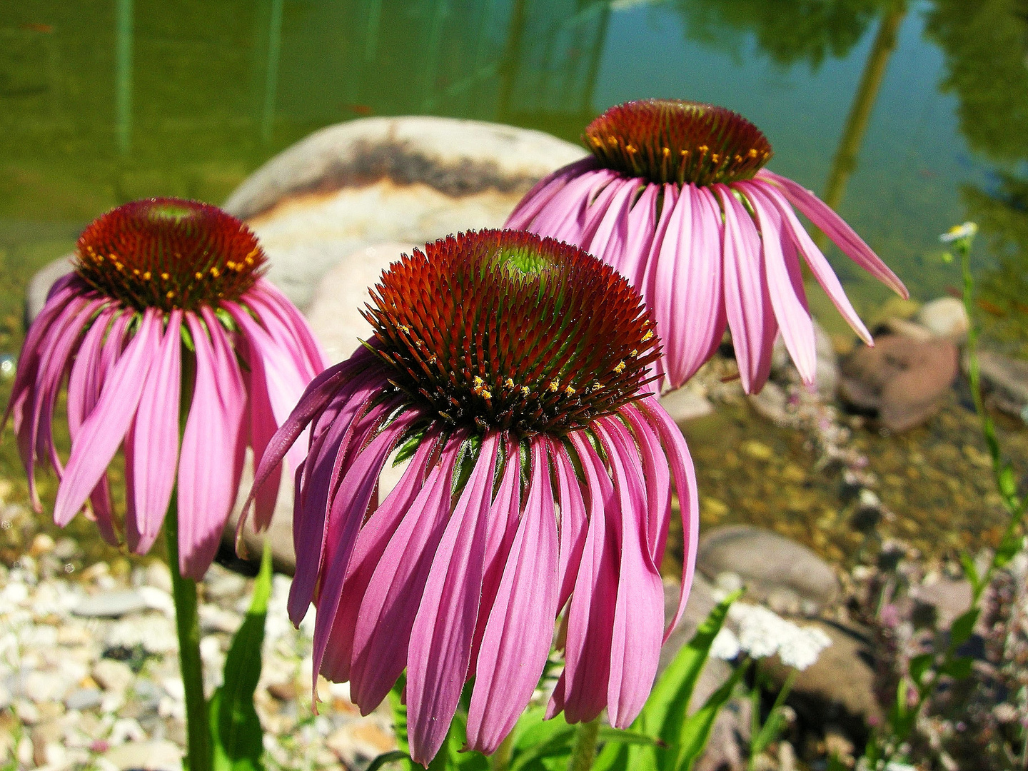 Sonnenhüte (Echinacea)