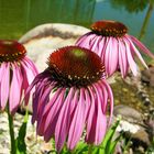 Sonnenhüte (Echinacea)