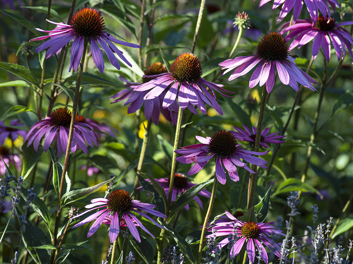 Sonnenhüte (Echinacea)