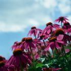 Sonnenhüte (Echinacea purpurea)