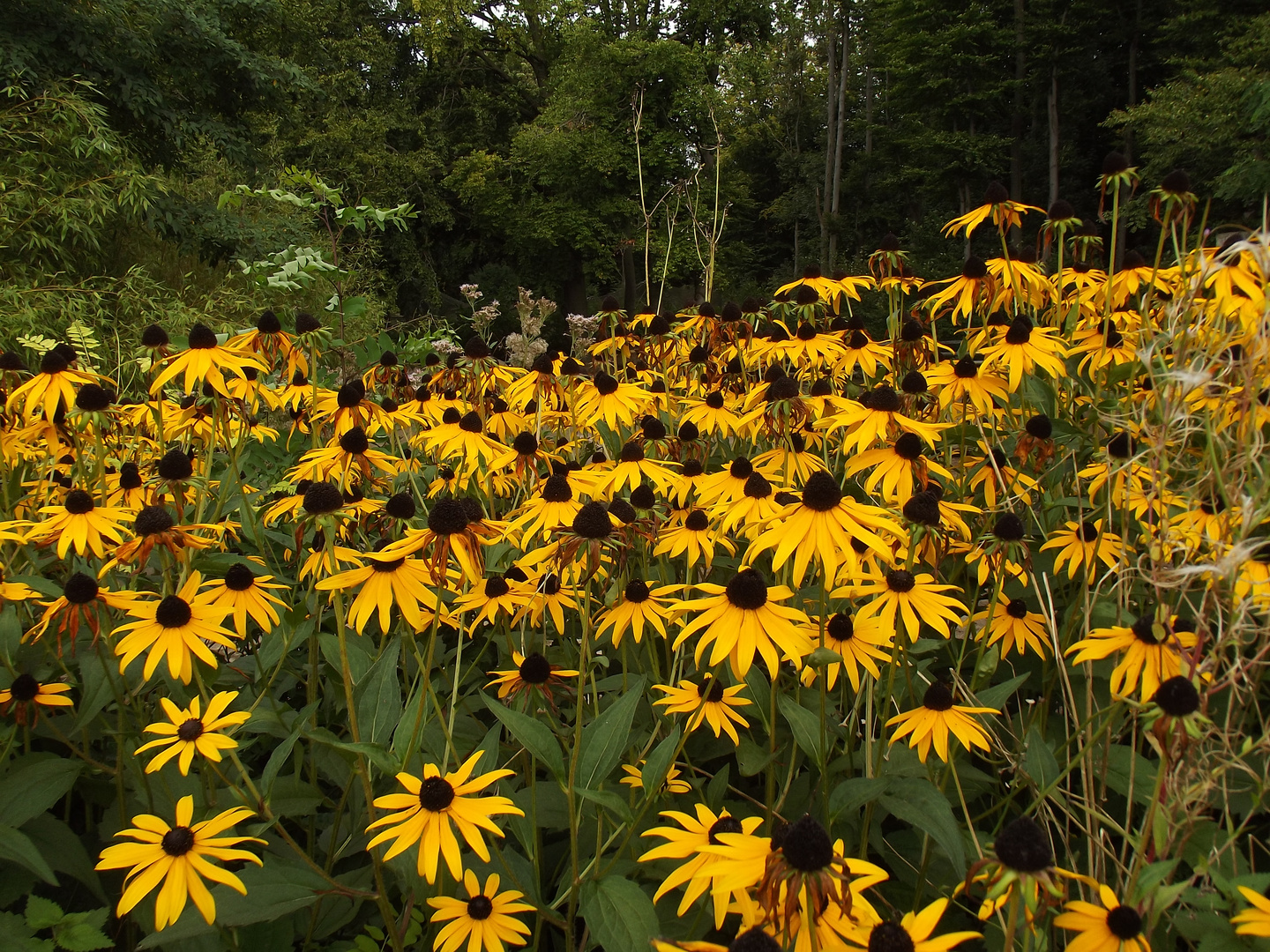 Sonnenhüte ( Rudbeckien)