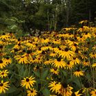 Sonnenhüte ( Rudbeckien)