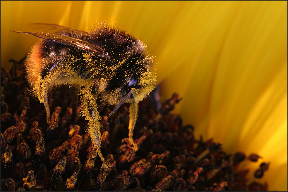 Sonnenhummel