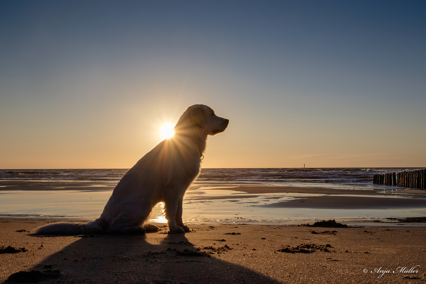 Sonnenhund