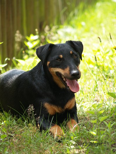 Sonnenhund im Schatten