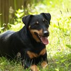 Sonnenhund im Schatten