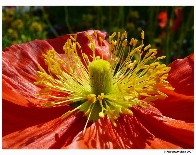 Sonnenhungiger Mohn