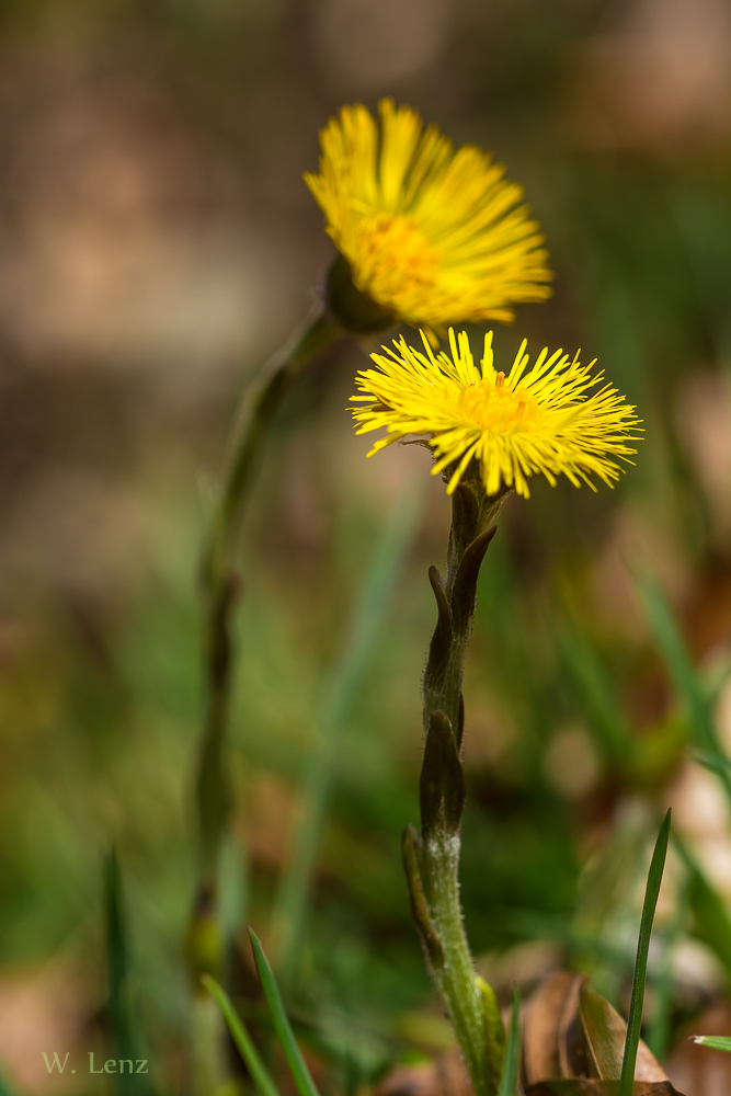 Sonnenhungrig