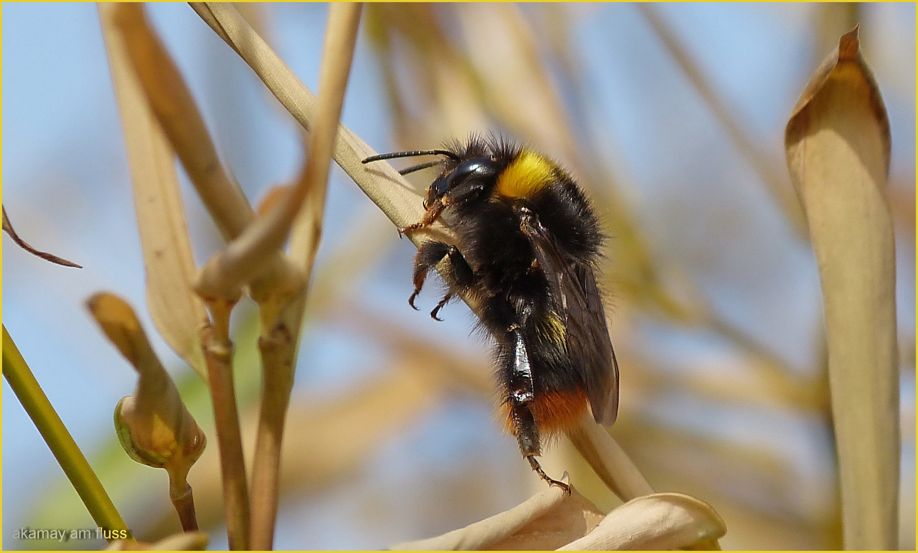 Sonnenhungrige Hummel im Bambus