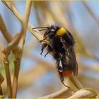 Sonnenhungrige Hummel im Bambus